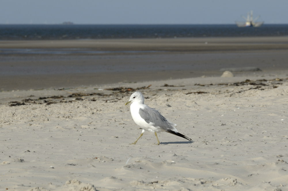 Westerhever Aug 3