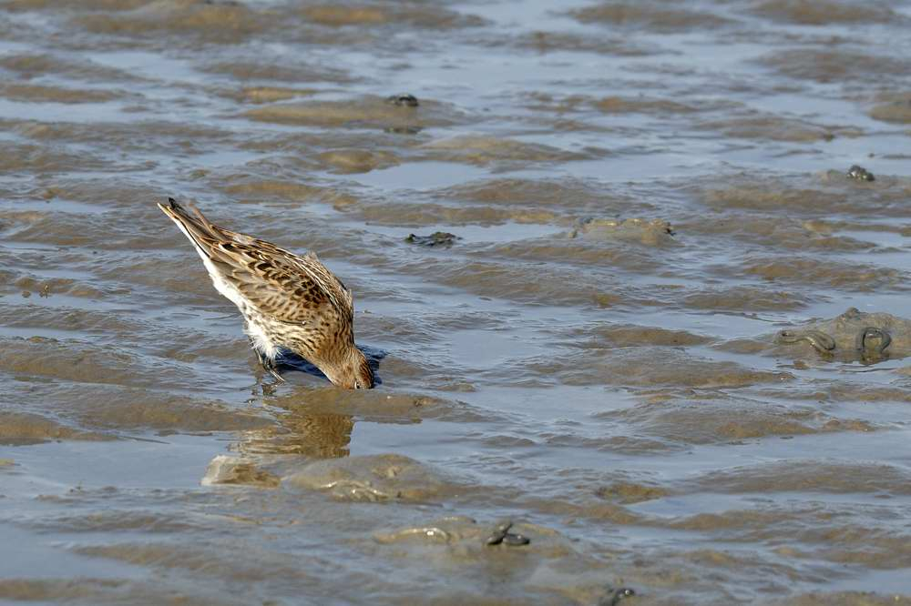 Westerhever Aug 2