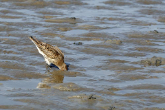 Westerhever Aug 2