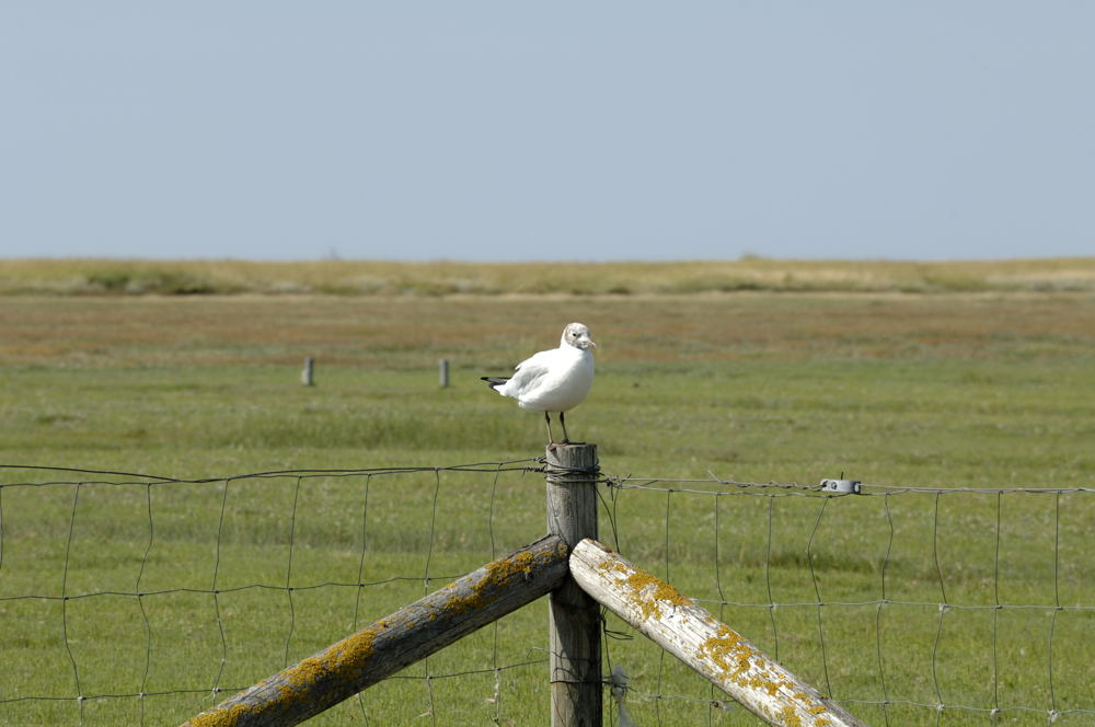 Westerhever Aug 1