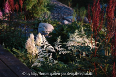 Astilbe Brautschleier