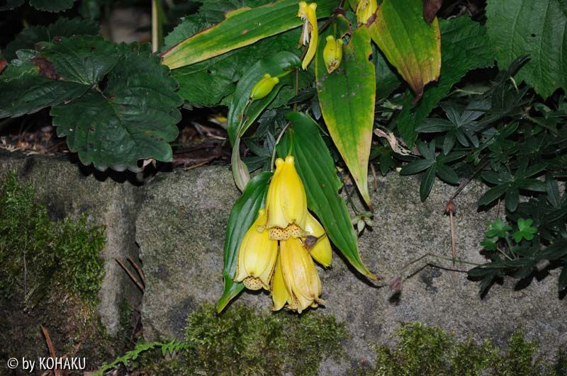 Tricyrtis macronthopsis 2