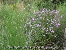 Chinaschilf Grazillimus mit blauer Aster