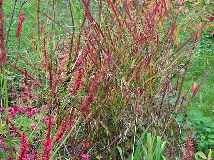 Panicum Hänse Herms mit Rotem Kerzenknöterich