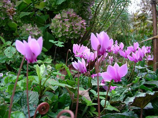 Cyclamen mit Hortensie