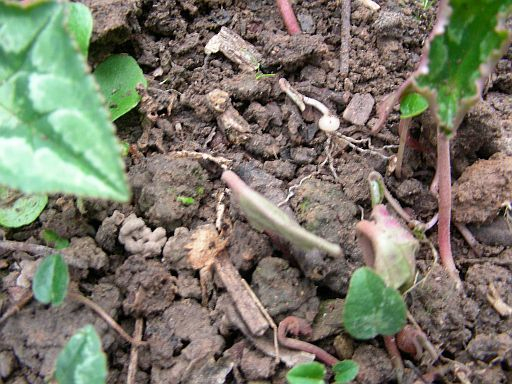 Cyclamen Embryo