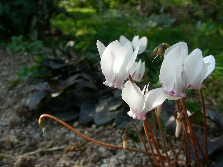 Cyclamen Album Ajuga Atropurpureum