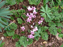 Cyclamen adrett von oben