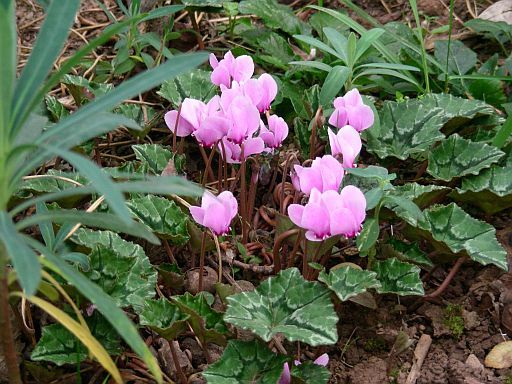 Cyclamen adrett