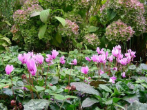 Alpenveilchen unter Hortensie viele