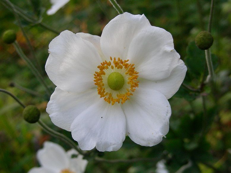 Anemone Honorine Jobert eine