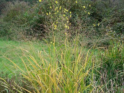 Panicum Strictum Helianthus orgyalis