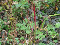 Panicum Shenandoah [Simon]