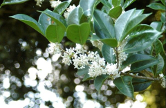 osmanthus fragrans