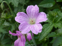 Geranium endressi - Wargrave Pink