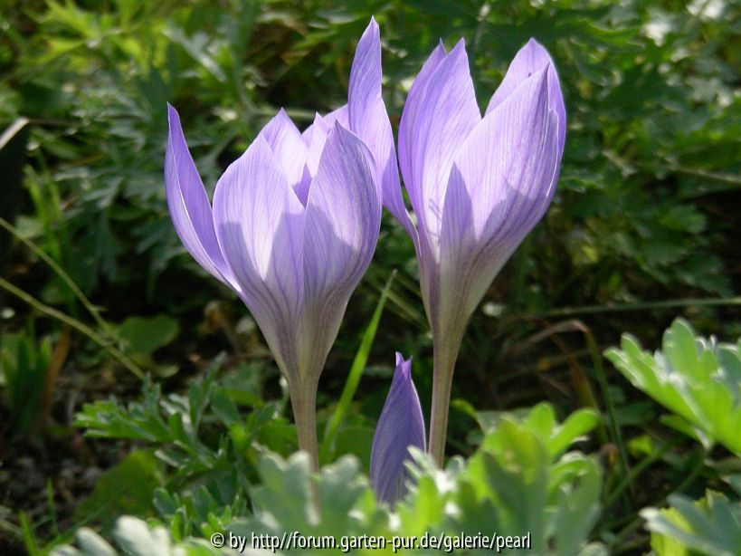 Crocus speziosus 2,5 3