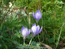 Crocus speziosus 3 mit bisschen Wermut