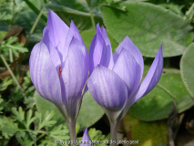 Crocus speziosus 2,5 2