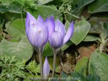 Crocus speziosus 2,5 1