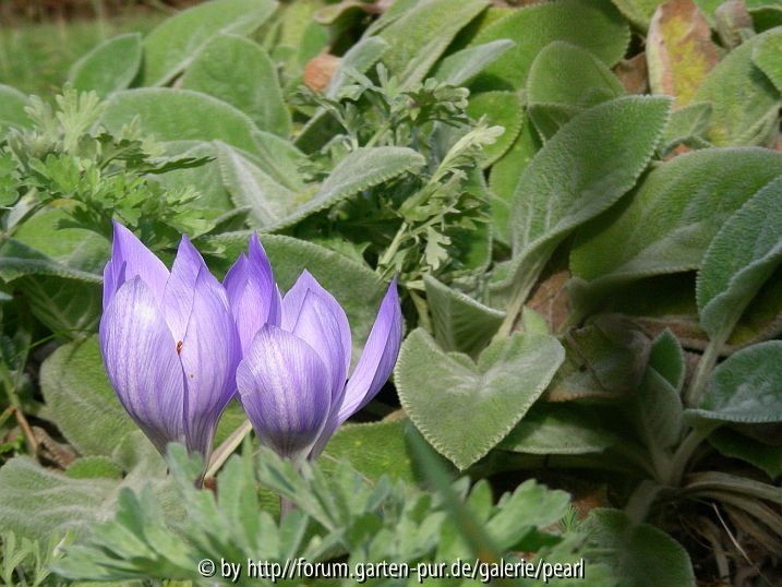 Crocus speziosus 2 mit Big Ears