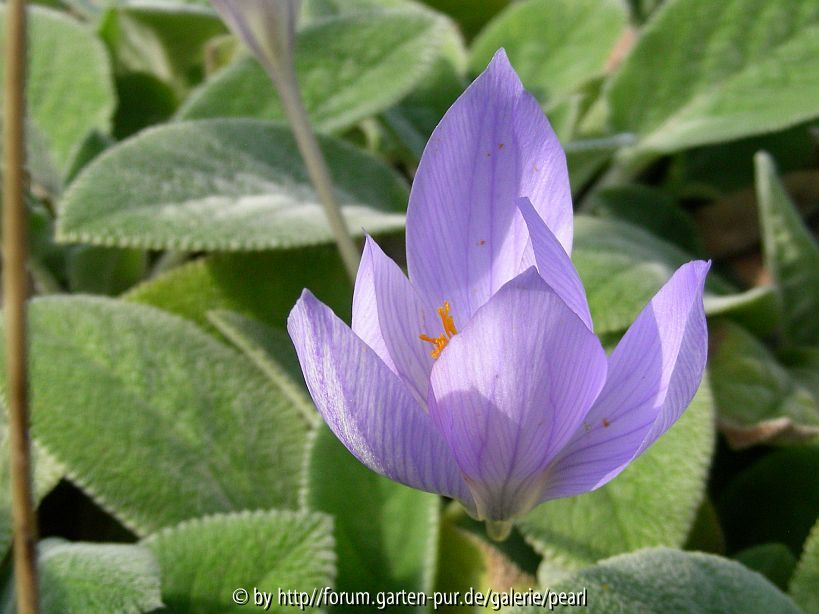 Crocus speziosus 1