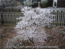 Cornus kousa im Rauhreif