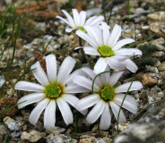 Callianthemum anemonoides