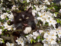 Besucher im Apfelbaum