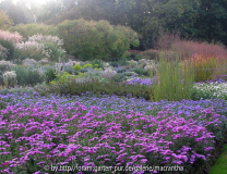 Astern_miscanthus_panicum