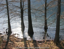 Taxodium distichum