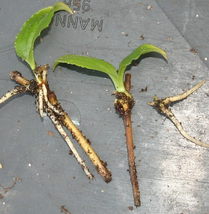 Tricyrtis macropoda - Stecklinge