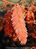 Taxodium distichum