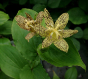 Tricyrtis latifolia