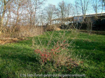 Elaeagnus umbellata Turdus / Strauch