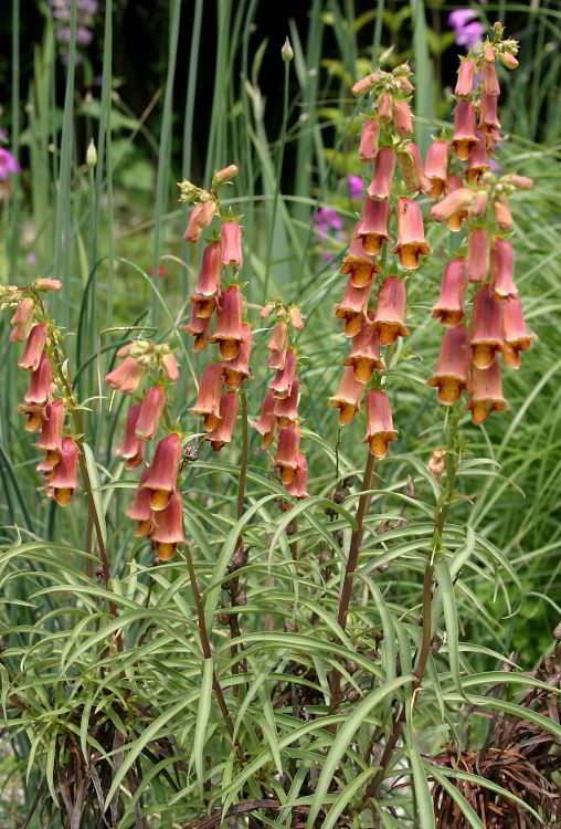 Digitalis obscura