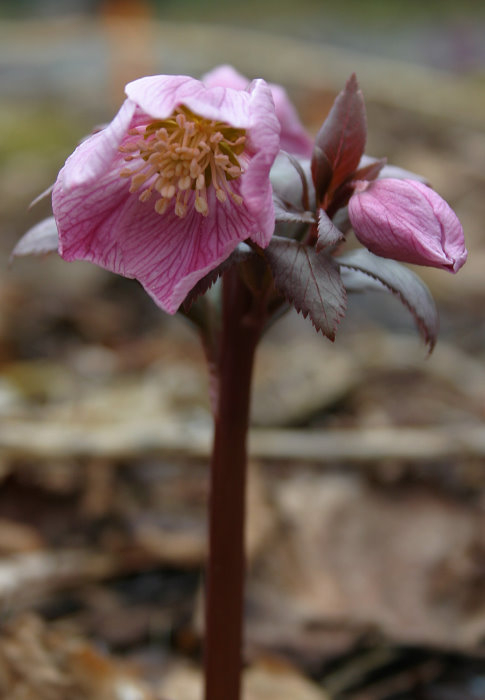 Helleborus thibetanus