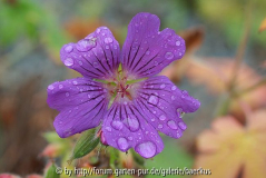 Geranium im Kurpark