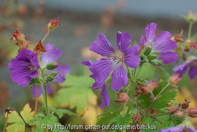 Geranium im Kurpark