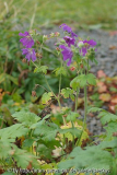 Geranium im Kurpark