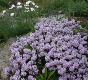 Thymus longicaulis