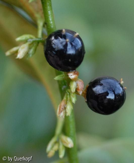 Sarcococca, Früchte und Knospen