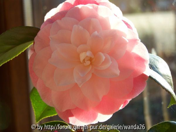 Camellia japonica 