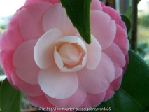 Camellia japonica 