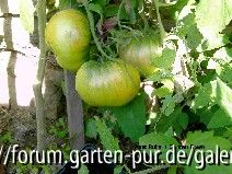 Aunt Ruby´s German Green