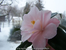 Camellia japonica 'Hagoromo'