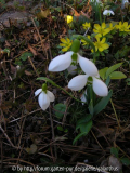 Galanthus elwesii von Herrn Földesi