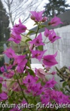 Bougainvilea Blüte im Feb 2010