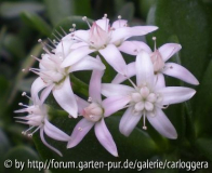 Pfennigbuam Blüte im Feb 2010