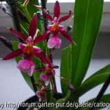 Oncidium mit würzigem Duft