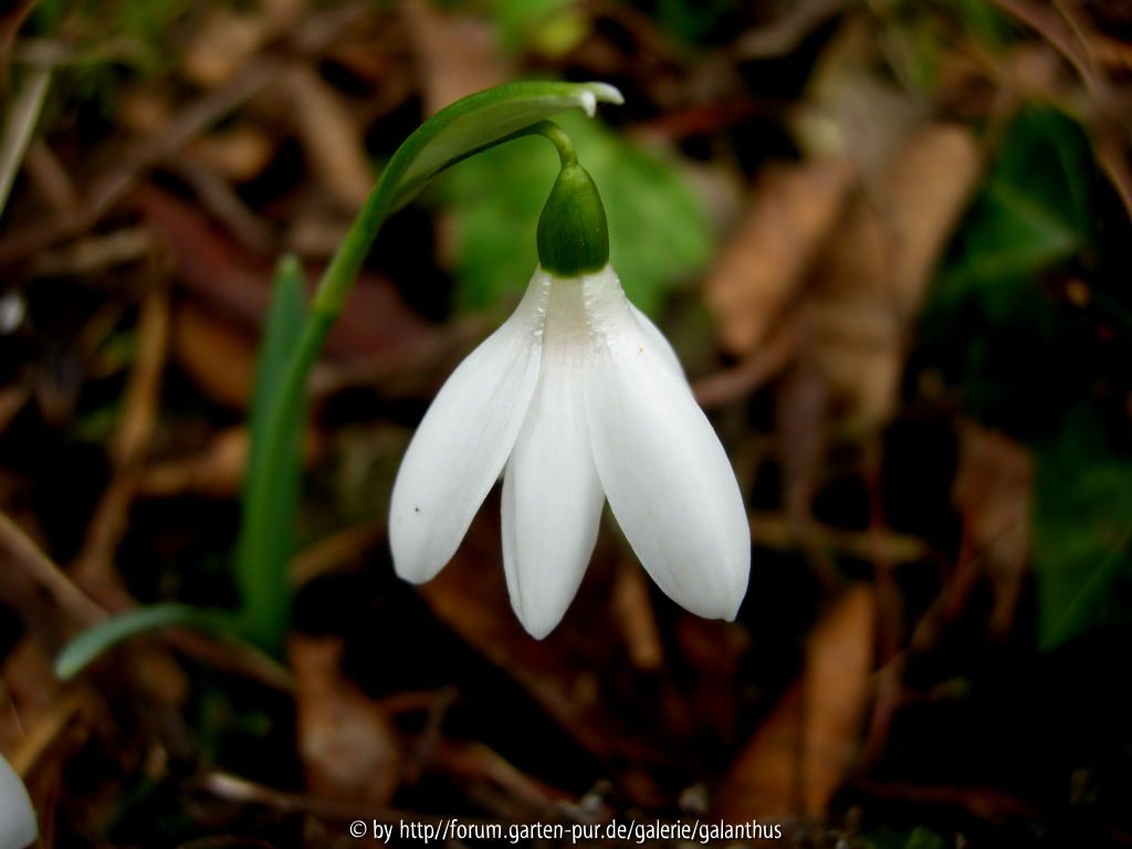 Galanthus nivalis Poculiformis Group